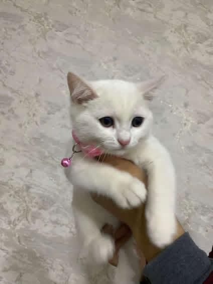 Birtan strayt toza zot