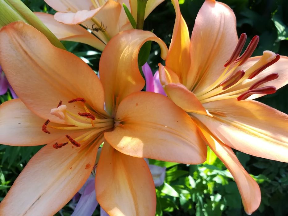 Продам луковицы лилии