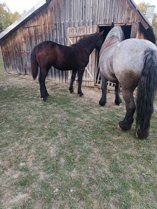 Vând mânză de 6 luni jumate
