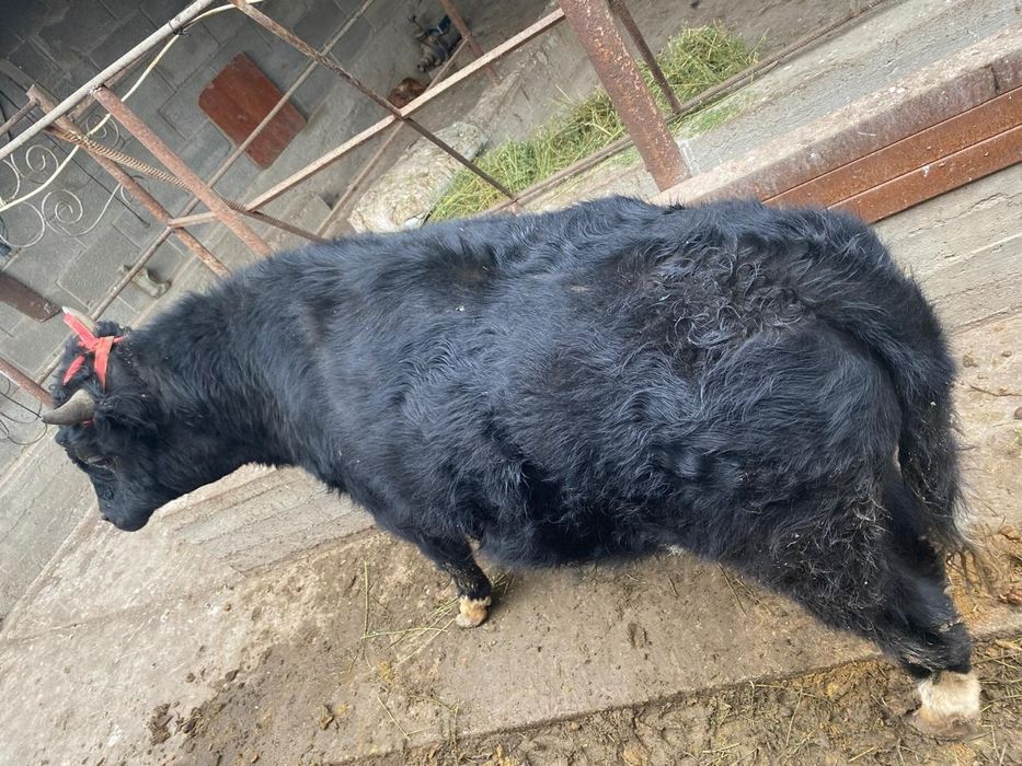 Бык полтора года