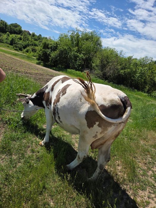 Vand vaca gestanta
