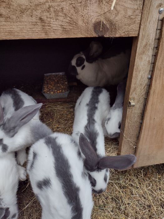Зайци Немски пъстър великан Пеперуда