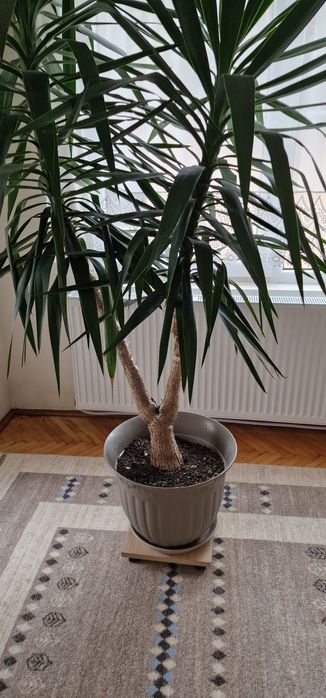 Planta de interior 2,5 m