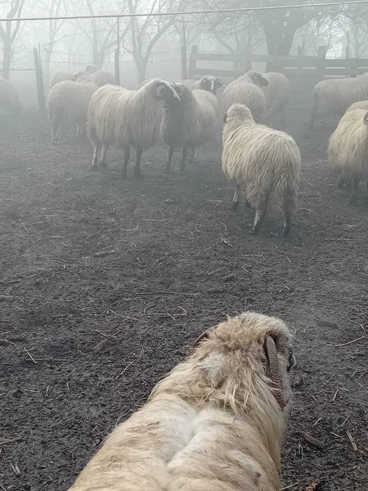 Berbecut mior de vanzare