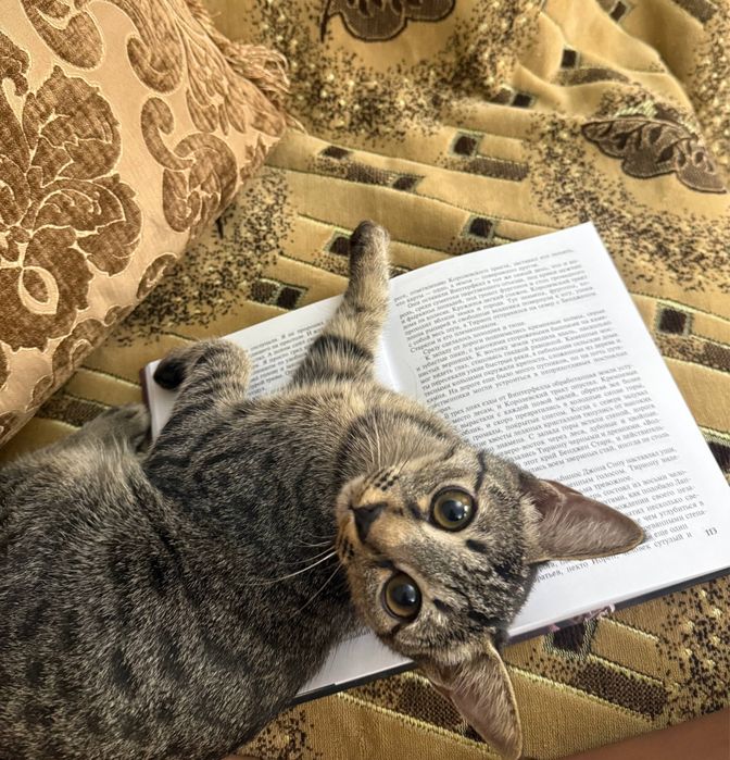 Котёнок ищет любящую семью