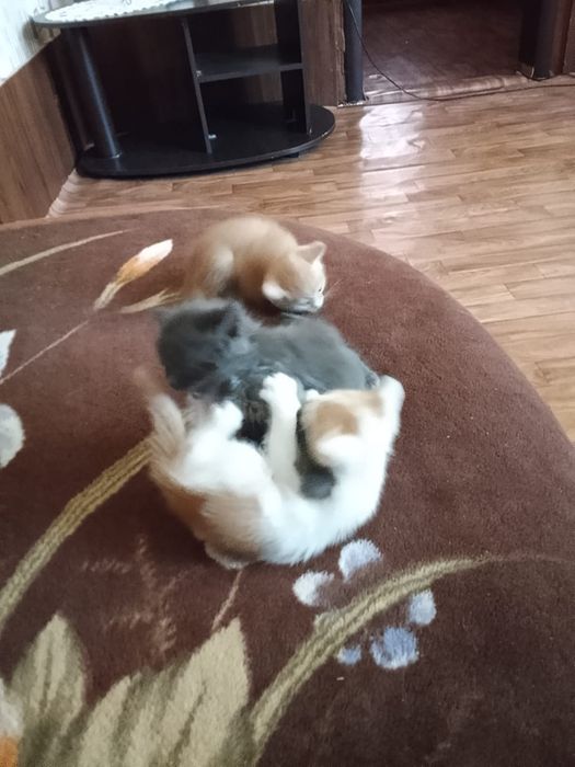 Котята 4 мальчика , 1 девочка .
