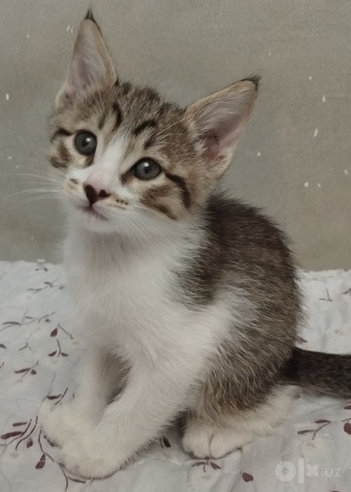 Котёнок домашний.