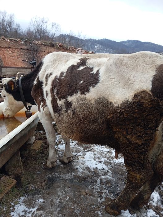 Vând vacă cu vitel