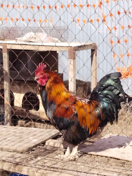 Продам активных петухов