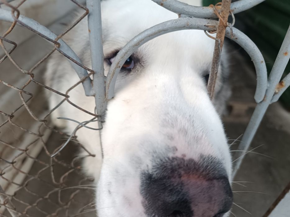 Продаются собаки .порода алабай