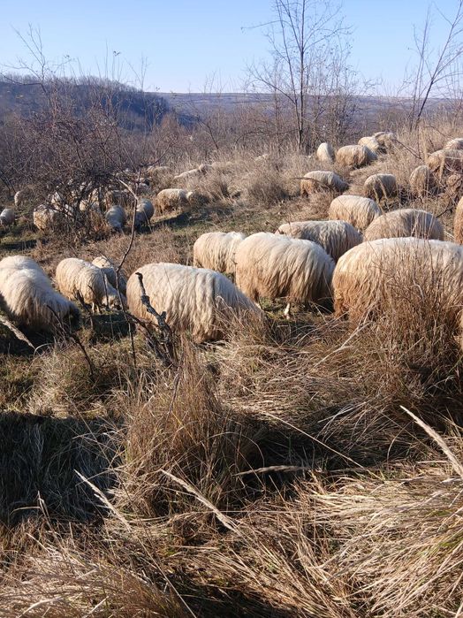 Vând 150 oi țurcane