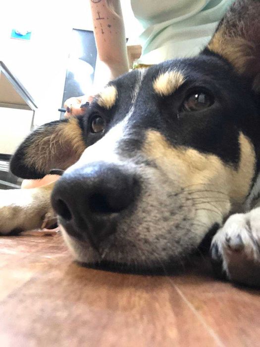 Молодой пес Джусай ищет дом