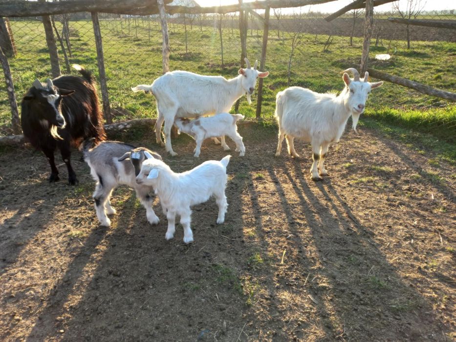 Vand capre cu iezi sau fără iezi