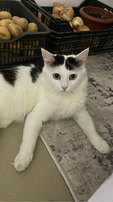 Сүйкімді жас мысық жақсы қолға