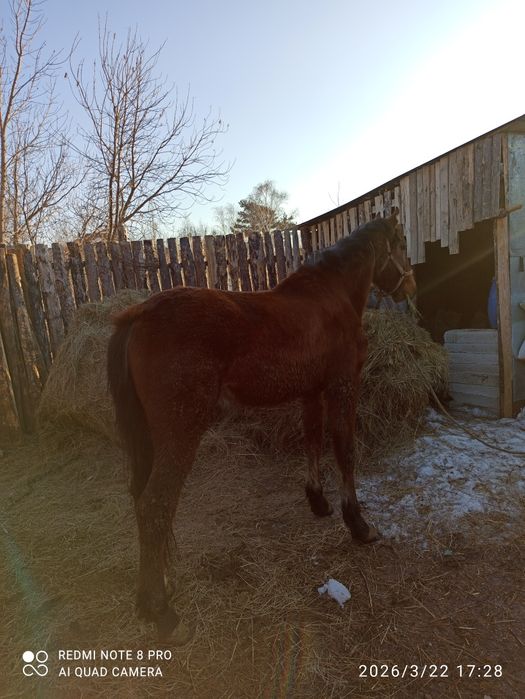 Продам перспективного жеребчика.