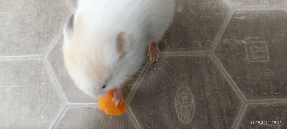 Хомячки сирийские!4недели!