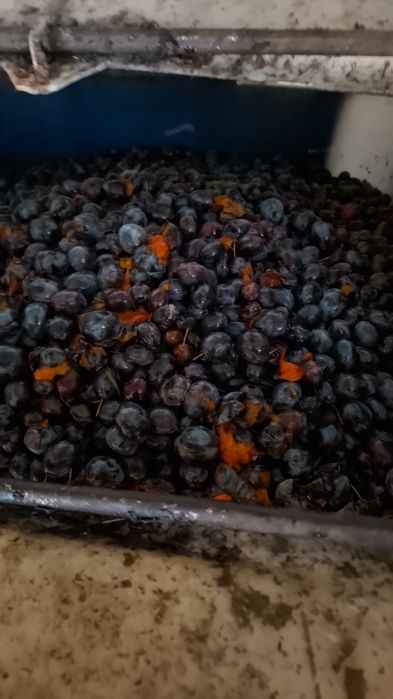 Prune pentru țuică