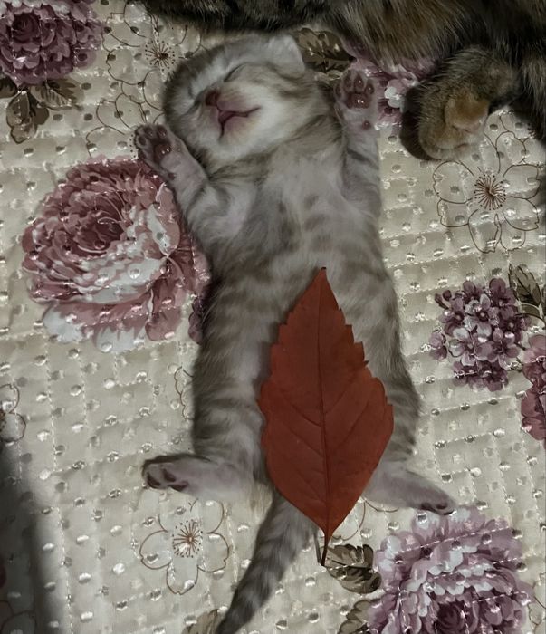 Продам котенка девочка