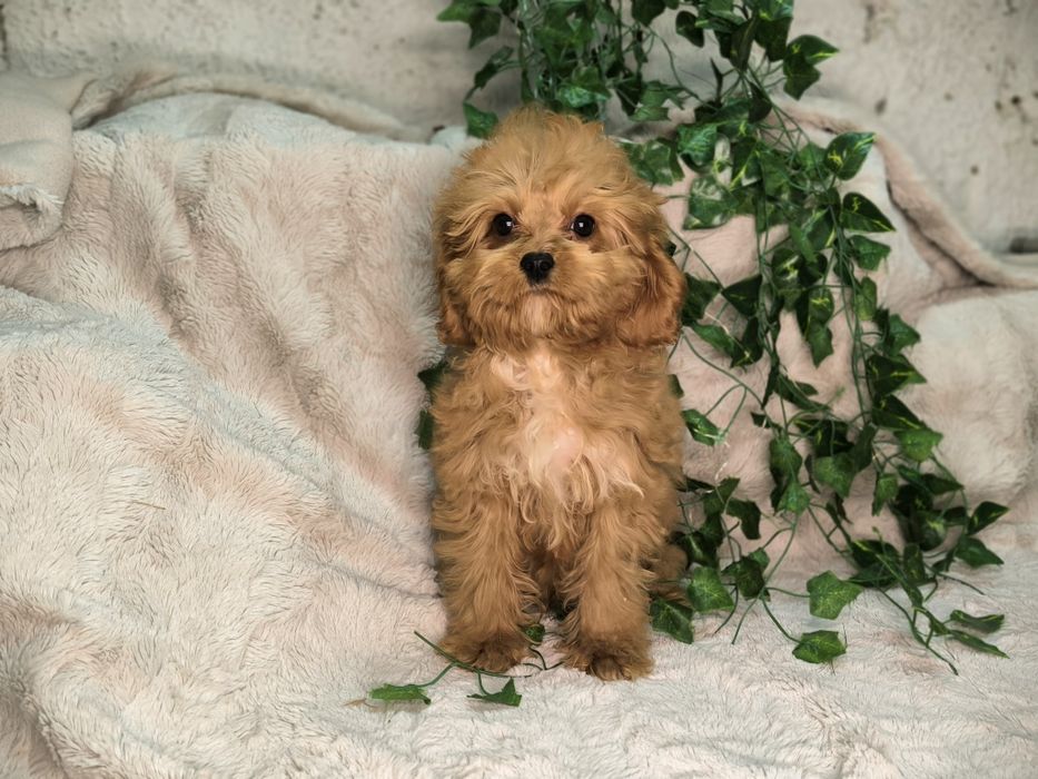 Vand baietel Cavapoo F1. Pasaport si microcip