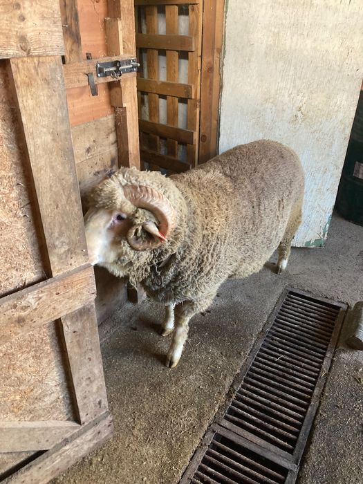 Овен Старопланински Цигай