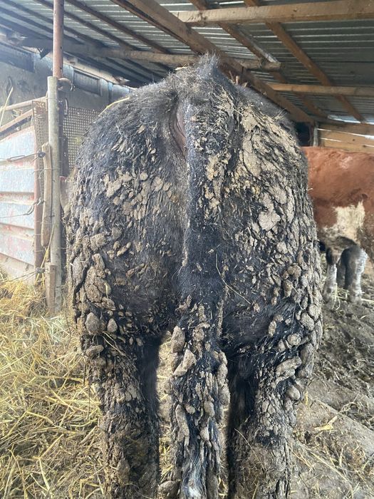 Tauras si vitea.   .