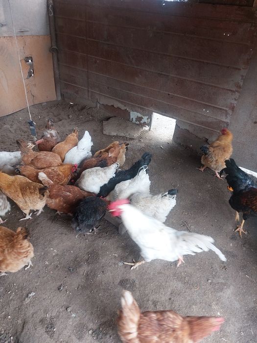 Продаю домашние куры