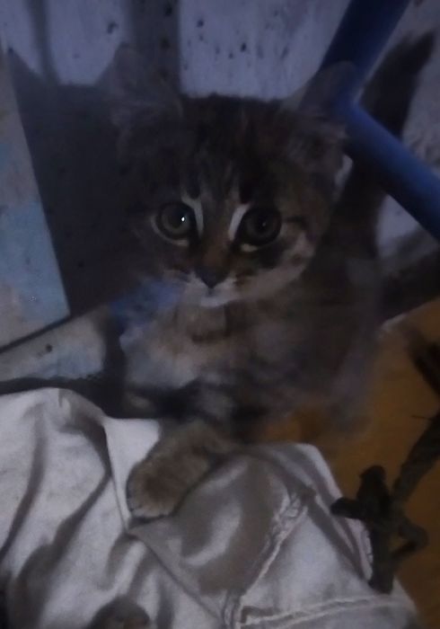 Котёнок мальчик ищет дом.