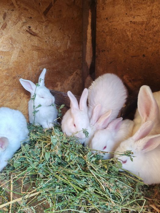 Cadou de Paște alb sau gri