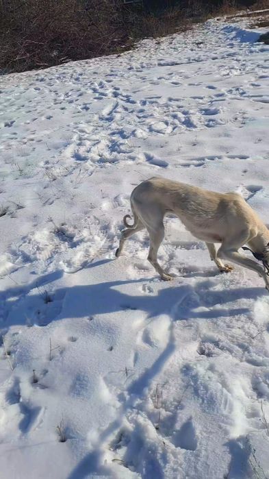 Тазылар сатылады