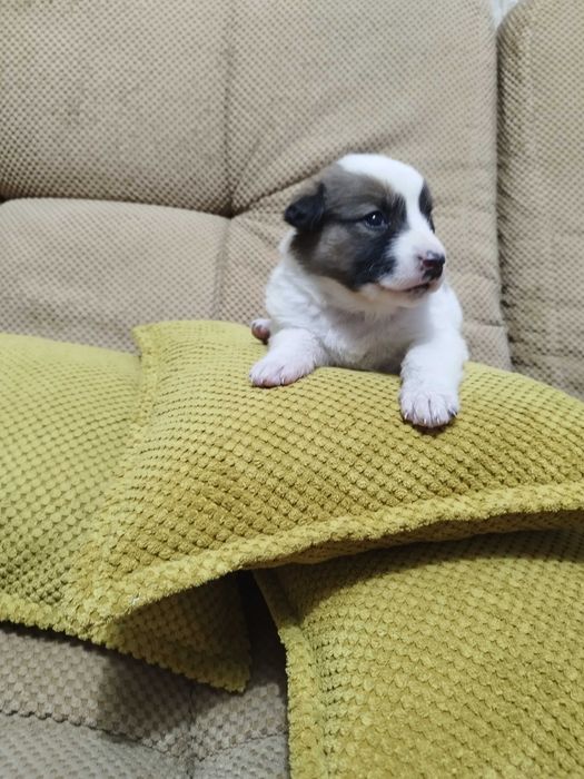 Щенок Джек Рассел терьер