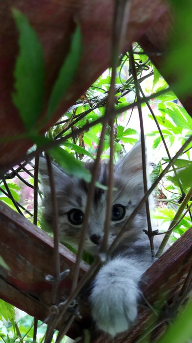 Отдам.   котят. .