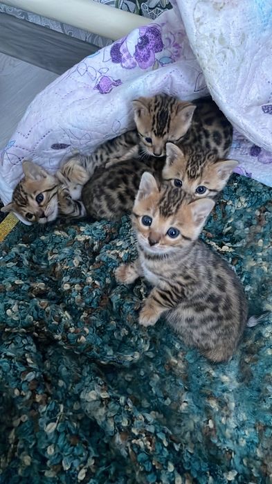Маленькие котята бенгалы