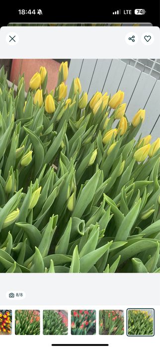 Голландские Тюльпаны оптом