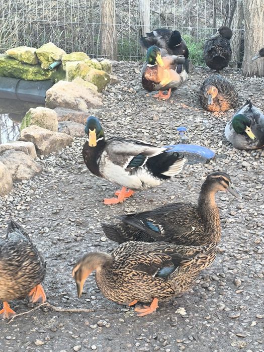 Ouă pentru incubat rață Rouen – rasă curată