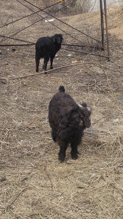 Продам барашка и козленка