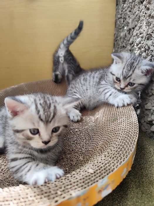 Британские котята