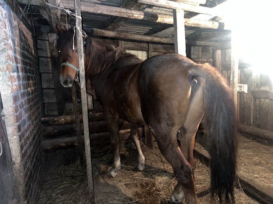Продам кунан обученный семиз