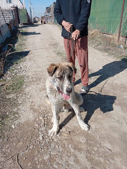 Щенок Алабая 4 месяца