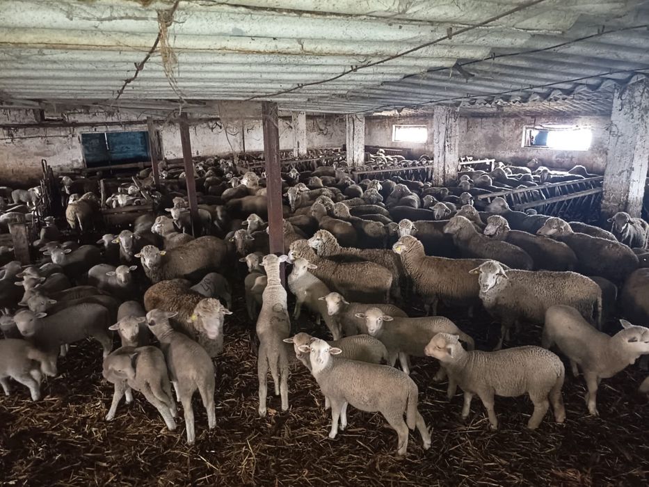 Vand oi cu miei 300 capete!