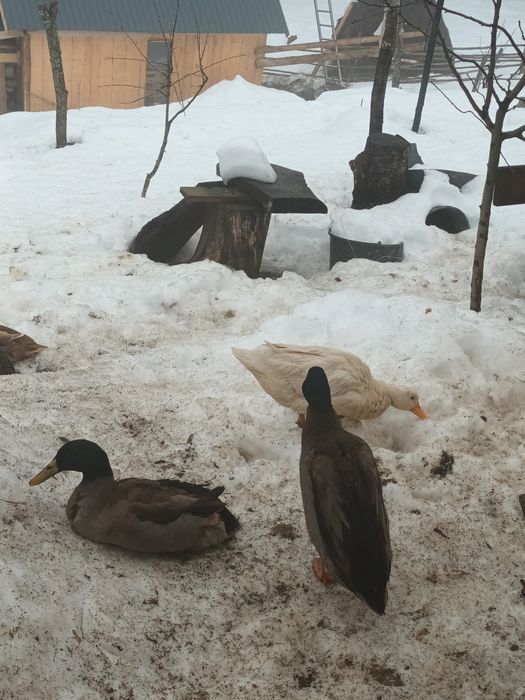 Rate alergatoare indiene