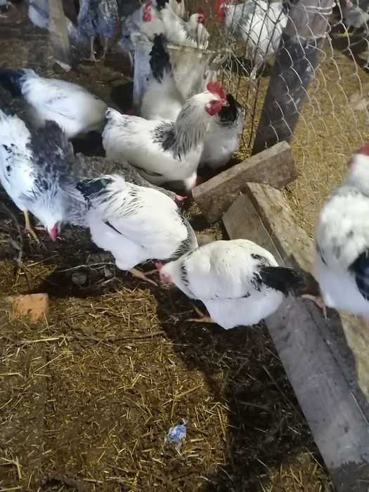 Инкубаторға жұмыртқа