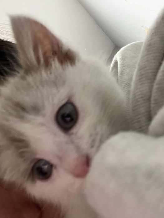 Очаровательная котенок 2 месяцев- девочка ищет дом
