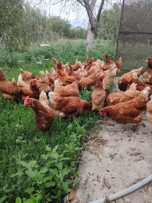 Găini roșii ouătoare