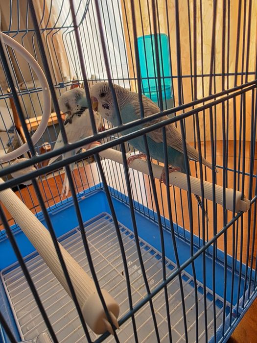 Папугай сатылады.