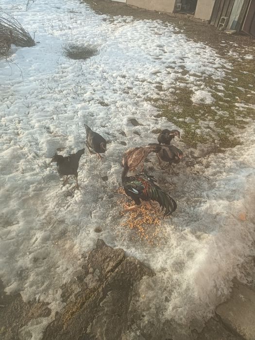 Продам Даканов!!