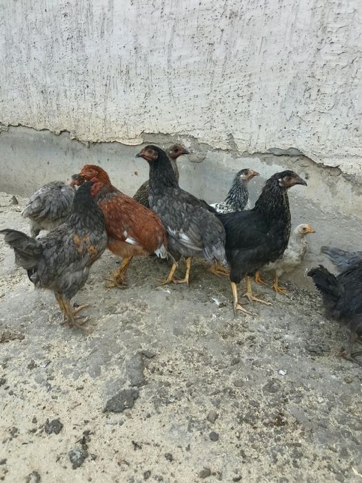 Продаются цыплята