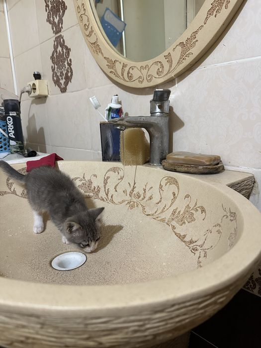 Отдам котенка в добрые руки