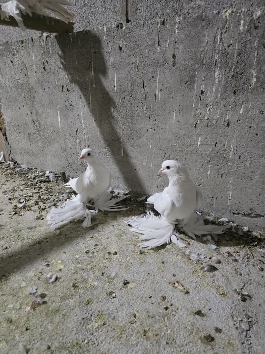 Үйлену тойының алдында қалыңдық біраз көңілді болды.