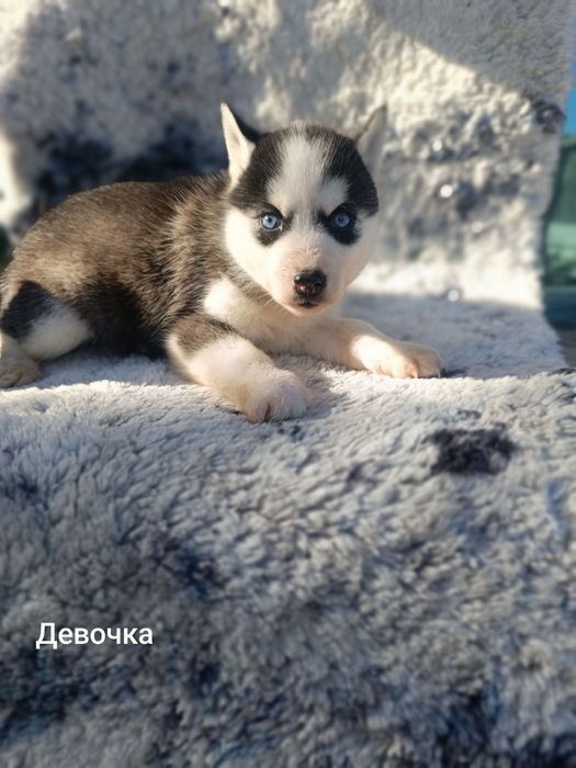 Продаются щенки хаски сибирские