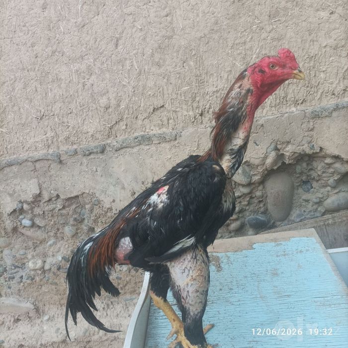 Pravaznoy horoz sotiladi zori toza narsa